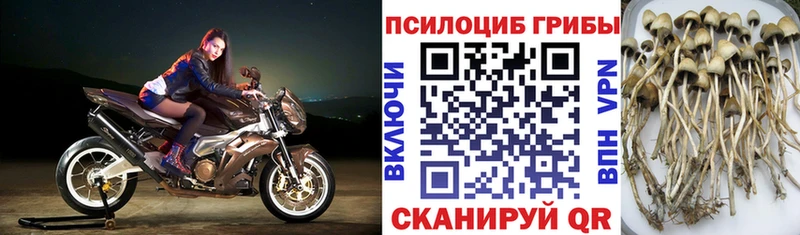 где найти   Хабаровск  Галлюциногенные грибы Psilocybe 